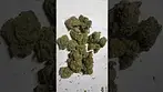 Blue unicorn #medicalcannabis 26%thc