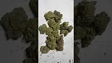 Strange Life 420 Video Thumbnail