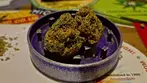 4C Labs Value TRG T26 Tropicana Gold  review
