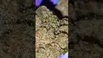 Trillianz by GK #weedchannel #420 #cannabiscommunity #medicalcannabis #medicalweed #stonerfam #high