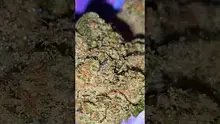 Big Bud Reviews Video Thumbnail