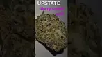 Upstate® BP T21 Berry Cream Puff Medical Cannabis ##gezmo78 #upstate #ukmedical