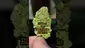 Video Thumbnail: THC Bunny