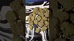 Carmel - Thin Mint x Jealousy 