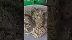 All Nations Mac Doughnut UK Medical Flower Review