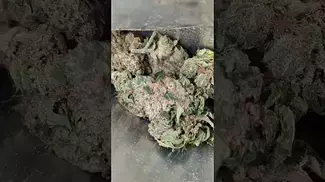 UPSTATE POLARIS MIMOSA ORANGE PUNCH (UK PRESCRIPTION MEDICATION)