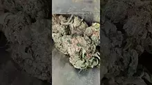PrescribedBouquet Video Thumbnail