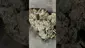 Video Thumbnail: PrescribedBouquet