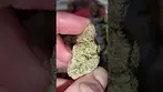 Mac Daddy by All Nations MC #medical #uk #mac #daddy #alternaleaf