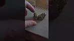 MVC MAC +1 Miracle Alien Cookies UK Medical cannabis review