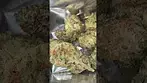 Pure sun farms - Donny burger 