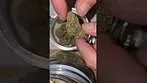 Slurricane mint. Plantation ceres no2 t27. Grape and gas combo 