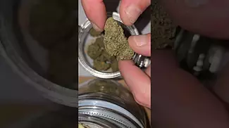 Slurricane mint. Plantation ceres no2 t27. Grape and gas combo 