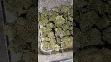WestPacks420 Video Thumbnail