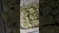 Video Thumbnail: WestPacks420