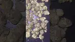 4C Labs Skullcap Smalls  FIRST LOOK | #MedicalCannabisUK #420 #fyp