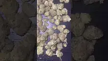 CheeseMon4 Video Thumbnail