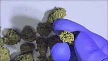 Buds Lullaby UK Video Thumbnail