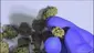 Video Thumbnail: Buds Lullaby UK