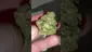 Video Thumbnail: WestPacks420