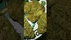 4C Labs - Pink Kush T33, what we got to say about this one,check the comments. #medicalcannabis