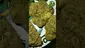 Video Thumbnail: VIP THC