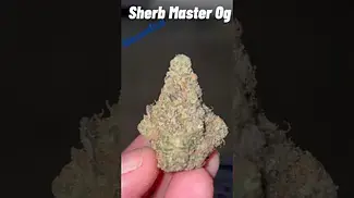 Sherb Master OG medical cannabis by Mamedica 25% thc Indica Hybrid costing £7.50 a gram #mamedica