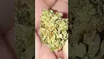 Alien DawgReview, (Disclaimer: This Video Is For Educational/ Informational Purposes!)