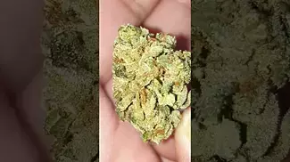 Alien DawgReview, (Disclaimer: This Video Is For Educational/ Informational Purposes!)