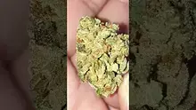 Mayor Green Video Thumbnail