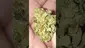 Video Thumbnail: Mayor Green