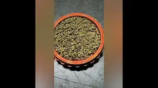 Pineapple Express 27%THC by ALL NATIONS.... Medical Prescription cannabis.