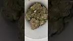 Aurora pedanios ( Farm gas  T27 )