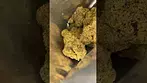 4c labs - gmo tropical reign 