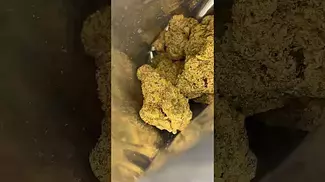 4c labs - gmo tropical reign 