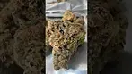 TFN RPR |Super Sherb| UK Medical Flower #medicalcannabis #ukmedicalcannabis