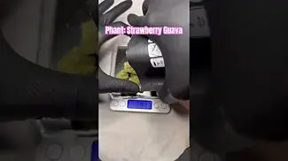 Phant: Strawberry Guava (Pack opening & Weigh)
