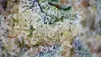 GARY BUSEY PURPL PRO & SCOPE TEST | Fresh Island Canna, 4C Labs & Xeal | 30% | 9/g