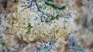 GARY BUSEY PURPL PRO & SCOPE TEST | Fresh Island Canna, 4C Labs & Xeal | 30% | 9/g