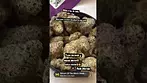 MAC 1 This is for educational purposes only. I am a legally prescribed cannabis patient.