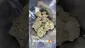 Video Thumbnail: High Jack