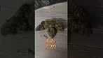 THERISMOS O.G KUSH - UK Medical cannabis review