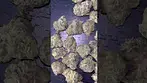 Humble Bud Minis Watermelon Zkittlez 25% THC first look #Shorts #medicalcannabisuk #legal