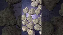 CheeseMon4 Video Thumbnail