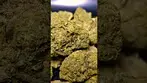 PURO BISCOTTI PIPPEN (UK PRESCRIPTION MEDICATION)