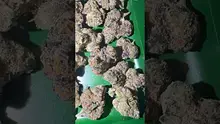 Bajan Video Thumbnail