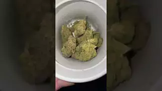 Aurora - Pink Diesel