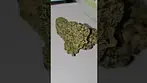 Sinceritas Medical T24 Runtz Azztecmedia has a look at new flowers