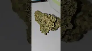 Sinceritas Medical T24 Runtz Azztecmedia has a look at new flowers