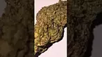 T33%THC PINK KUSH #4C LABS #medicalcannabis #cannabisdaily #flavours
